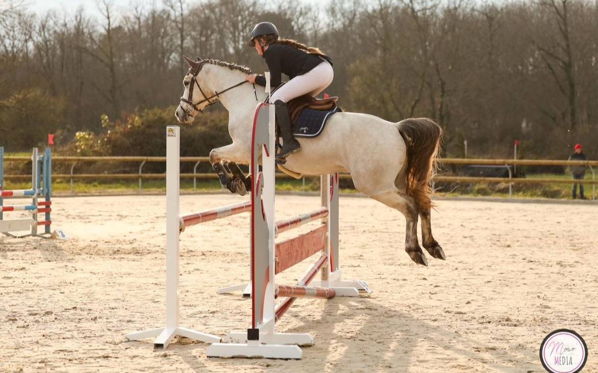 Poney de sport &agrave; louer ou a vendre 