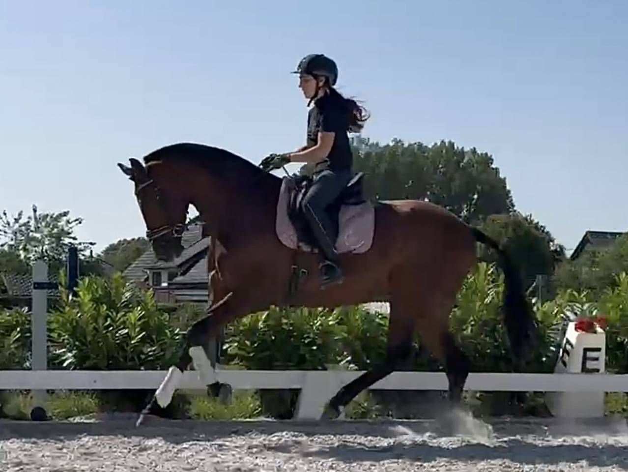 Splendide jument PRE de 5 ans 
