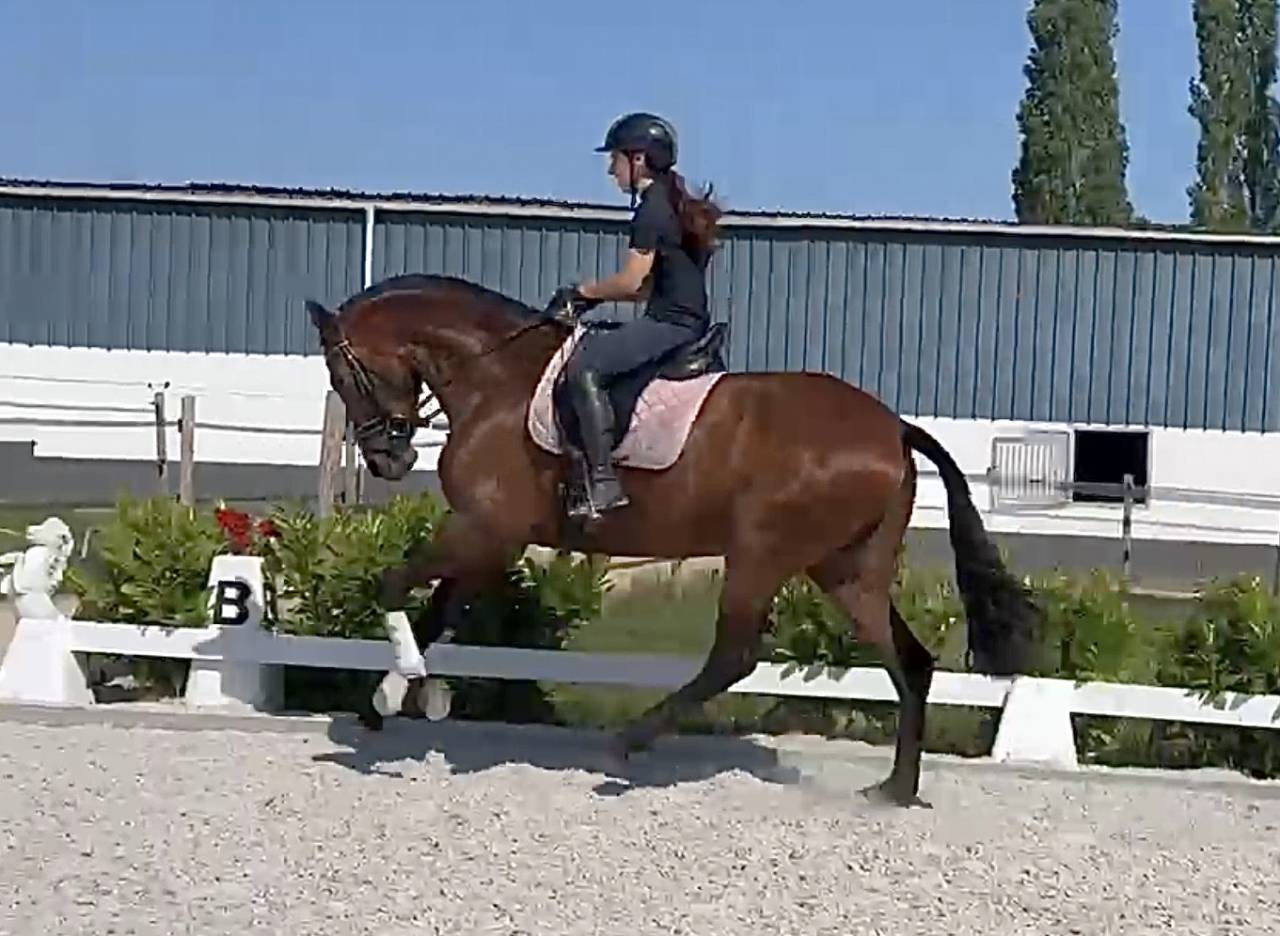 Splendide jument PRE de 5 ans 