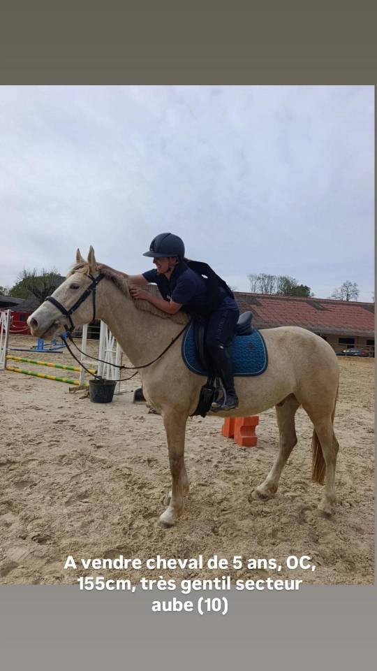 Vends cheval OC