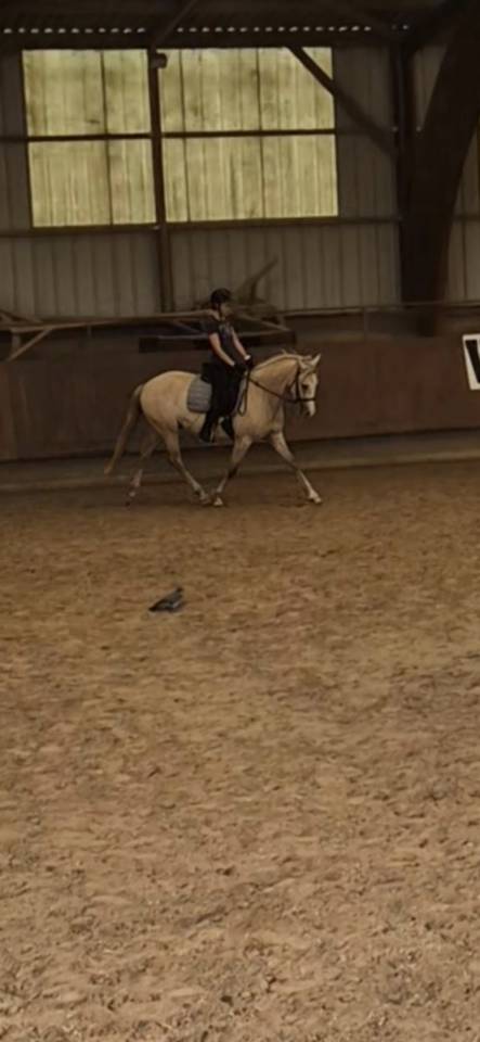 Vends cheval OC