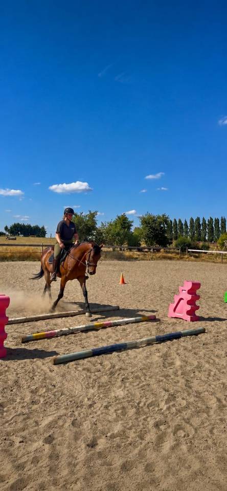 Frenchie - Pur Sang Anglais - 6 ans