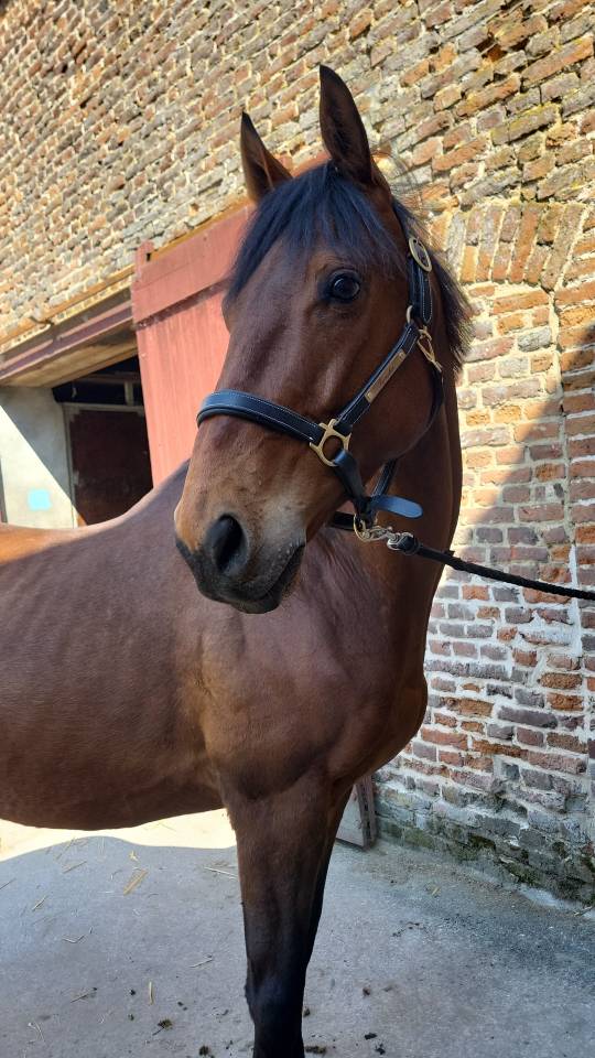 Frenchie - Pur Sang Anglais - 6 ans