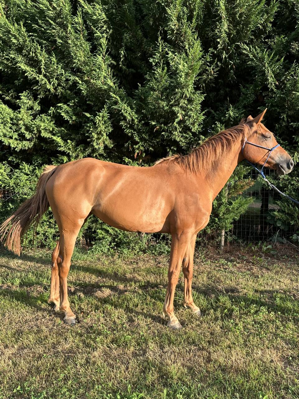 Poulini&egrave;re arabe 6 ans