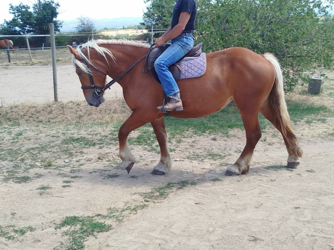 Nikita, jument Comtoise PP