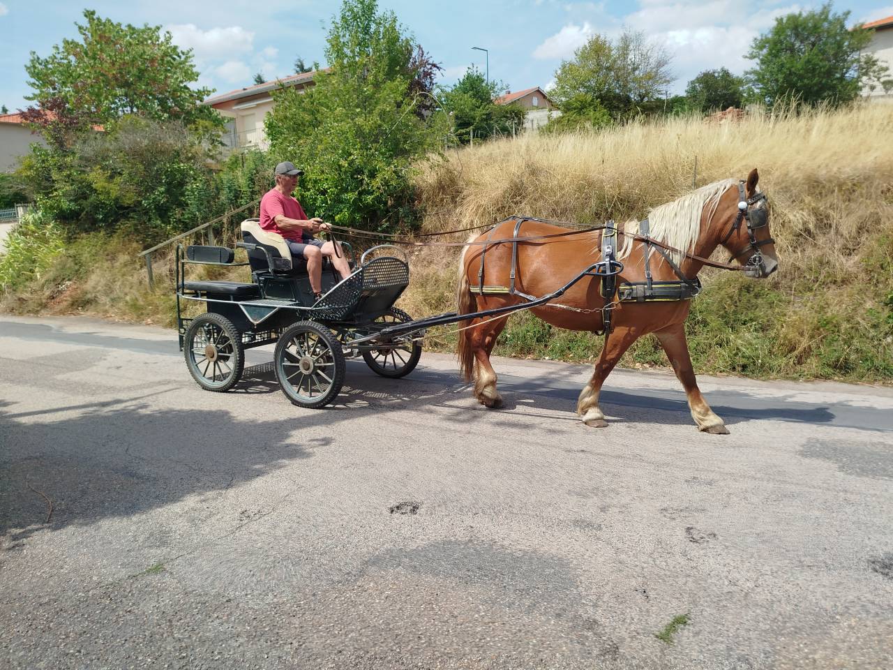 Nikita, jument Comtoise PP