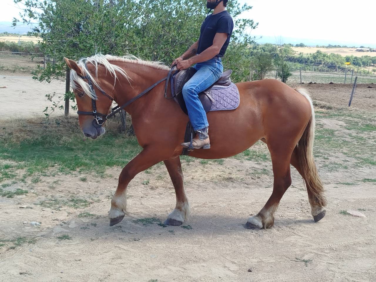 Nikita, jument Comtoise PP