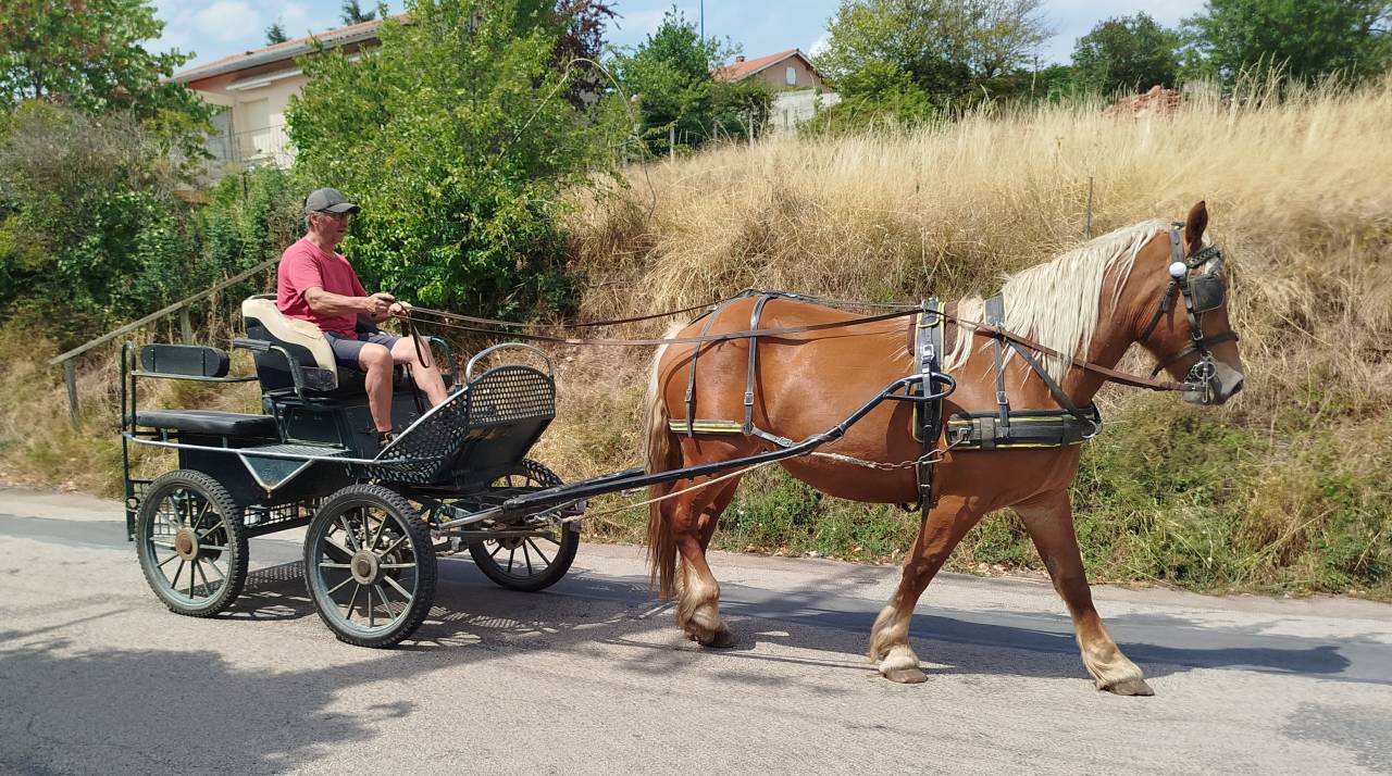 Nikita, jument Comtoise PP