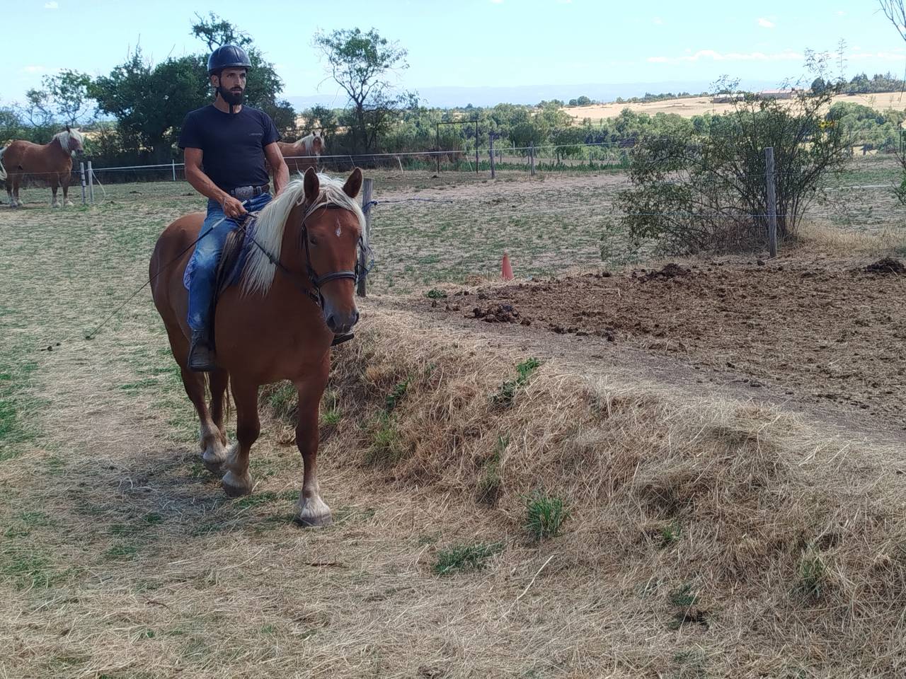 Nikita, jument Comtoise PP