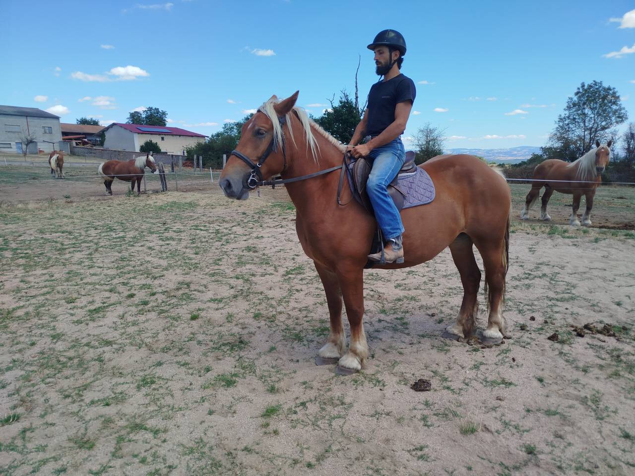 Nikita, jument Comtoise PP