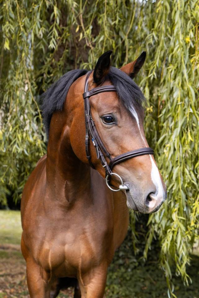 Selle Fran&ccedil;ais - Jument, 5 ans 