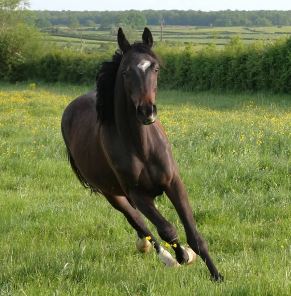 hongre noir selle fran&ccedil;ais 3 ans