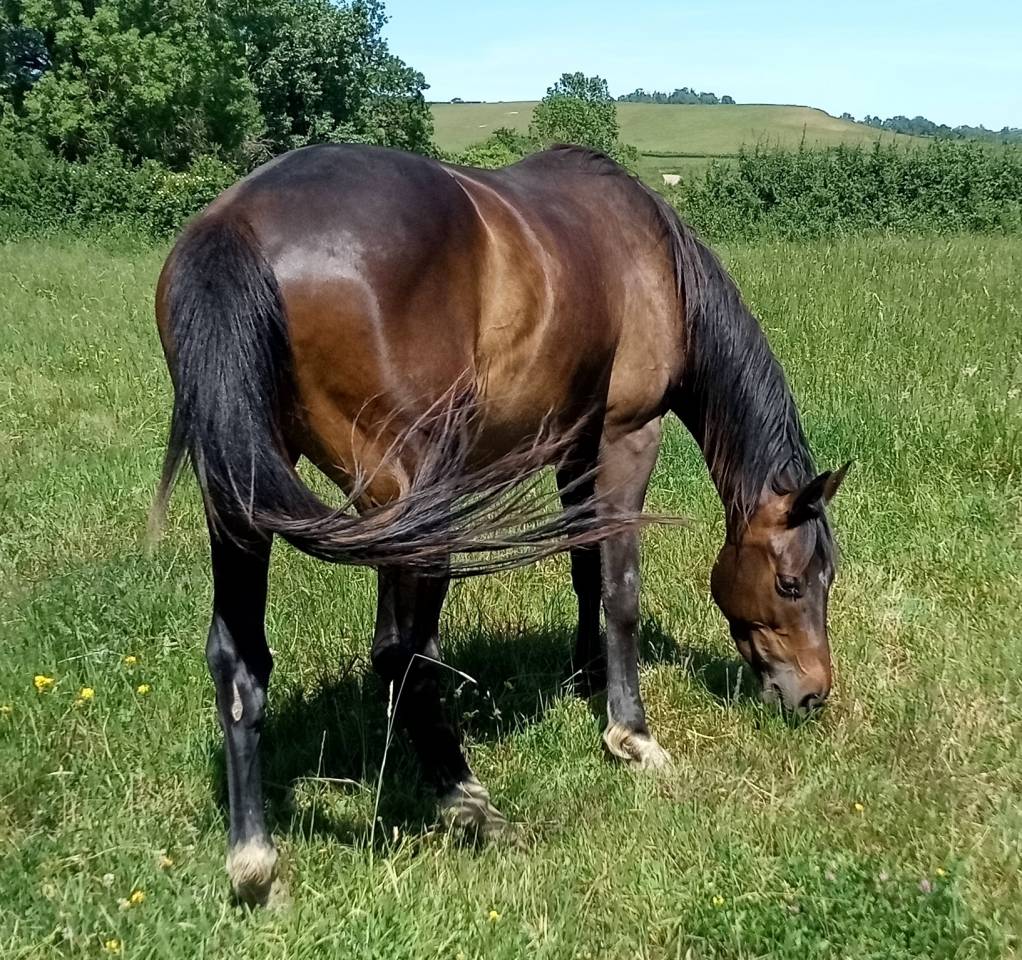 hongre noir selle fran&ccedil;ais 3 ans