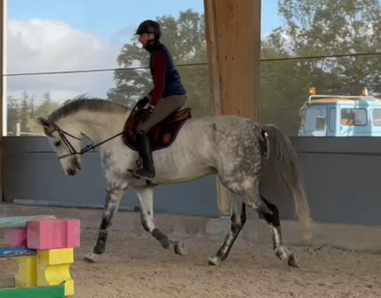 HONGRE ZANGERSHEIDE CSO ou DRESSAGE