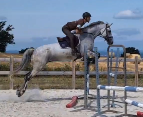 HONGRE ZANGERSHEIDE CSO ou DRESSAGE