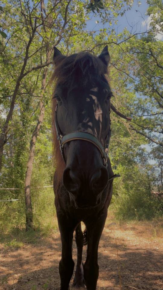Vente Frison hongre