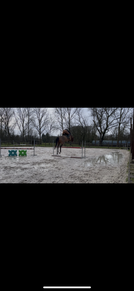  Gallion d&rsquo;Or, Selle Fran&ccedil;ais de 12 ans 