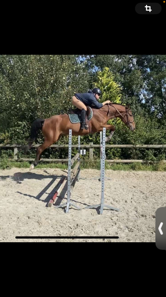  Gallion d&rsquo;Or, Selle Fran&ccedil;ais de 12 ans 