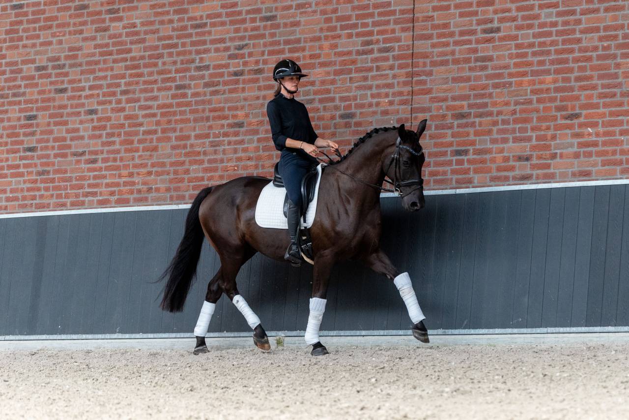 Magnifique hongre de 4ans exp&eacute;rience concours