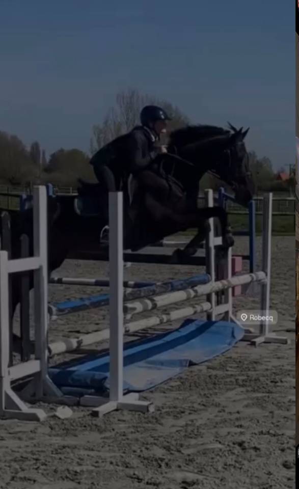 Frappa , 11 ans  (2015 ), de race AQPS 