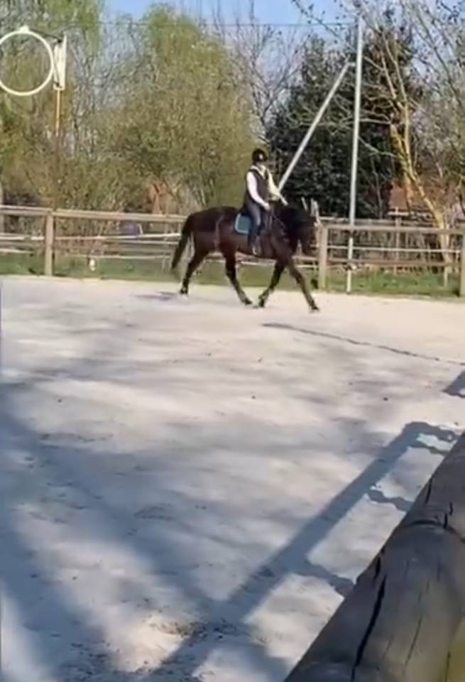 Frappa , 11 ans  (2015 ), de race AQPS 