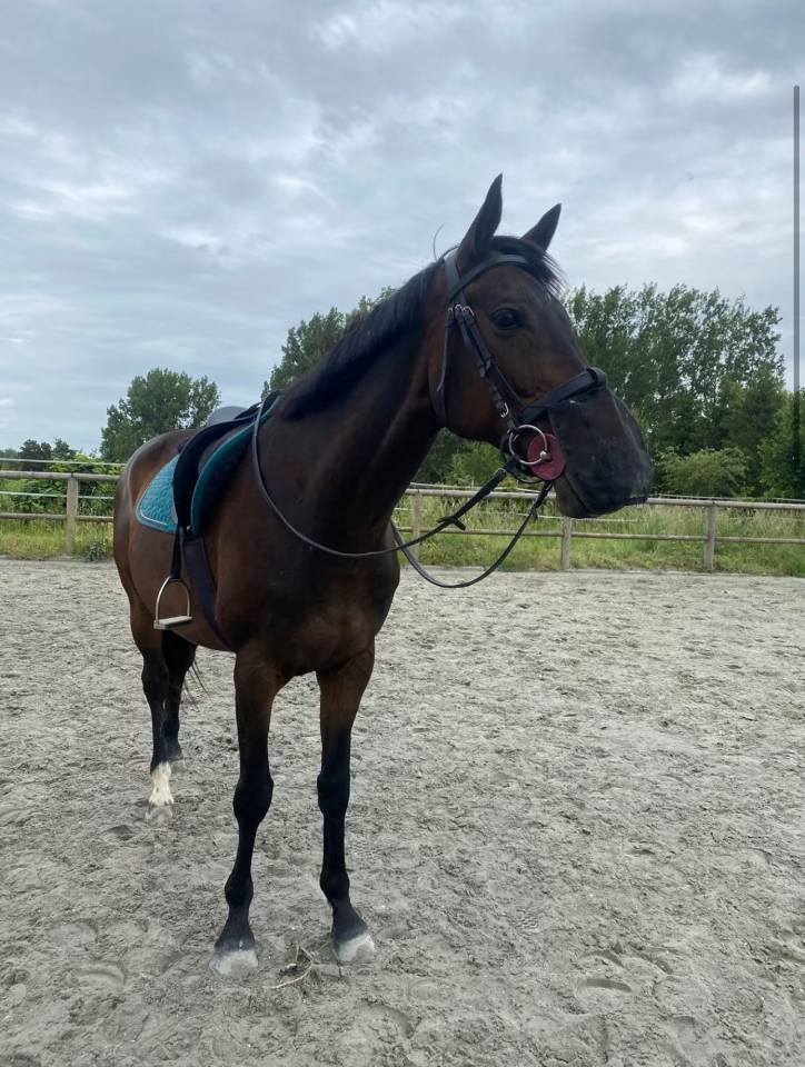Frappa , 11 ans  (2015 ), de race AQPS 
