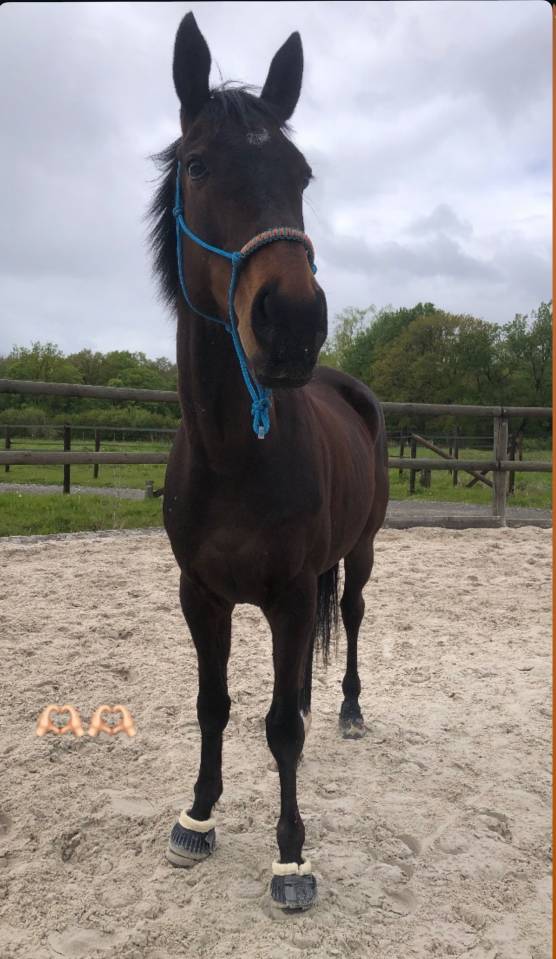 Frappa , 11 ans  (2015 ), de race AQPS 