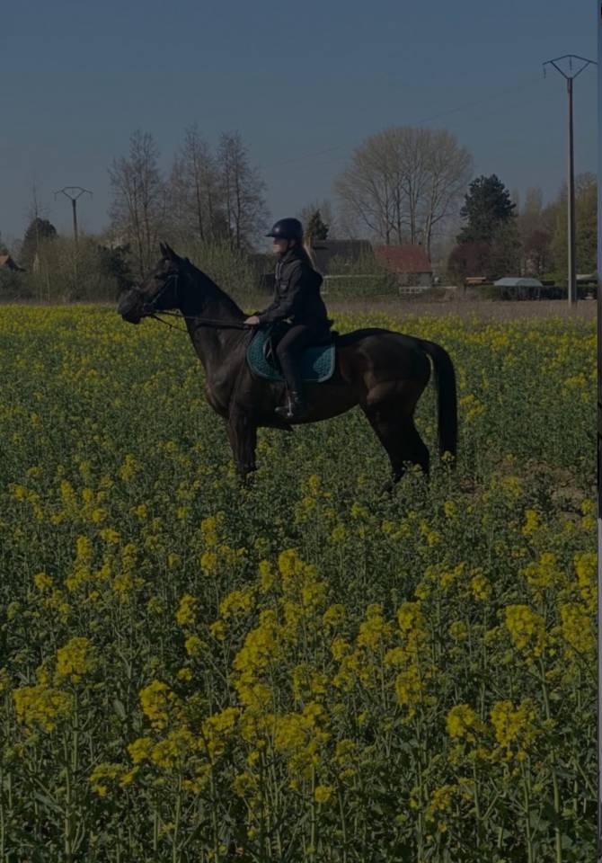 Frappa , 11 ans  (2015 ), de race AQPS 