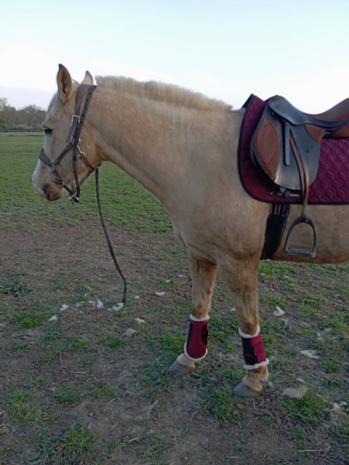 Vizir el tashunka  cheval a vendre 2500 