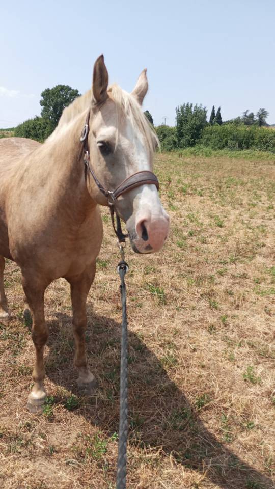 Vizir el tashunka  cheval a vendre 2500 
