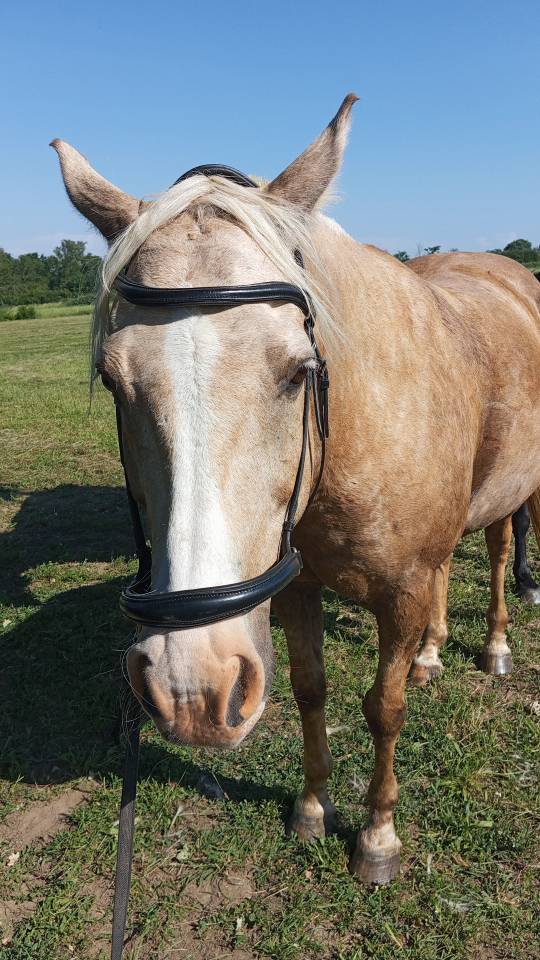 Vizir el tashunka  cheval a vendre 2500 