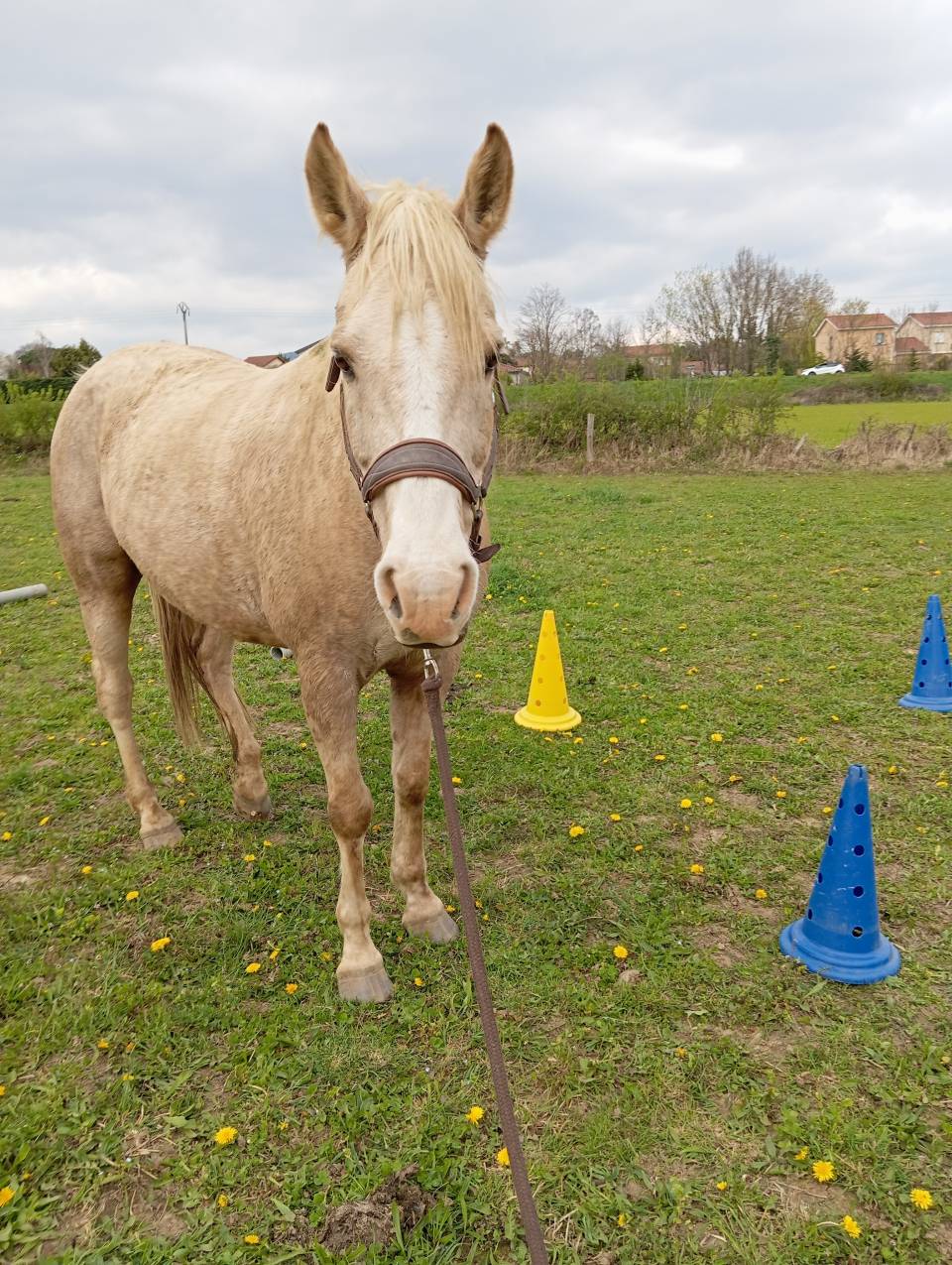 Vizir el tashunka  cheval a vendre 2500 