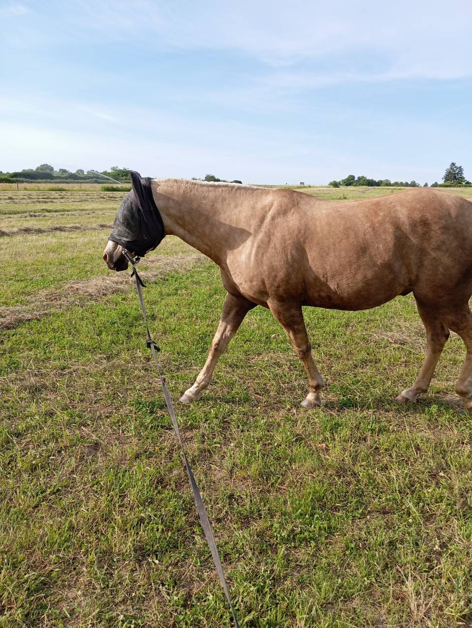 Vizir el tashunka  cheval a vendre 2500 