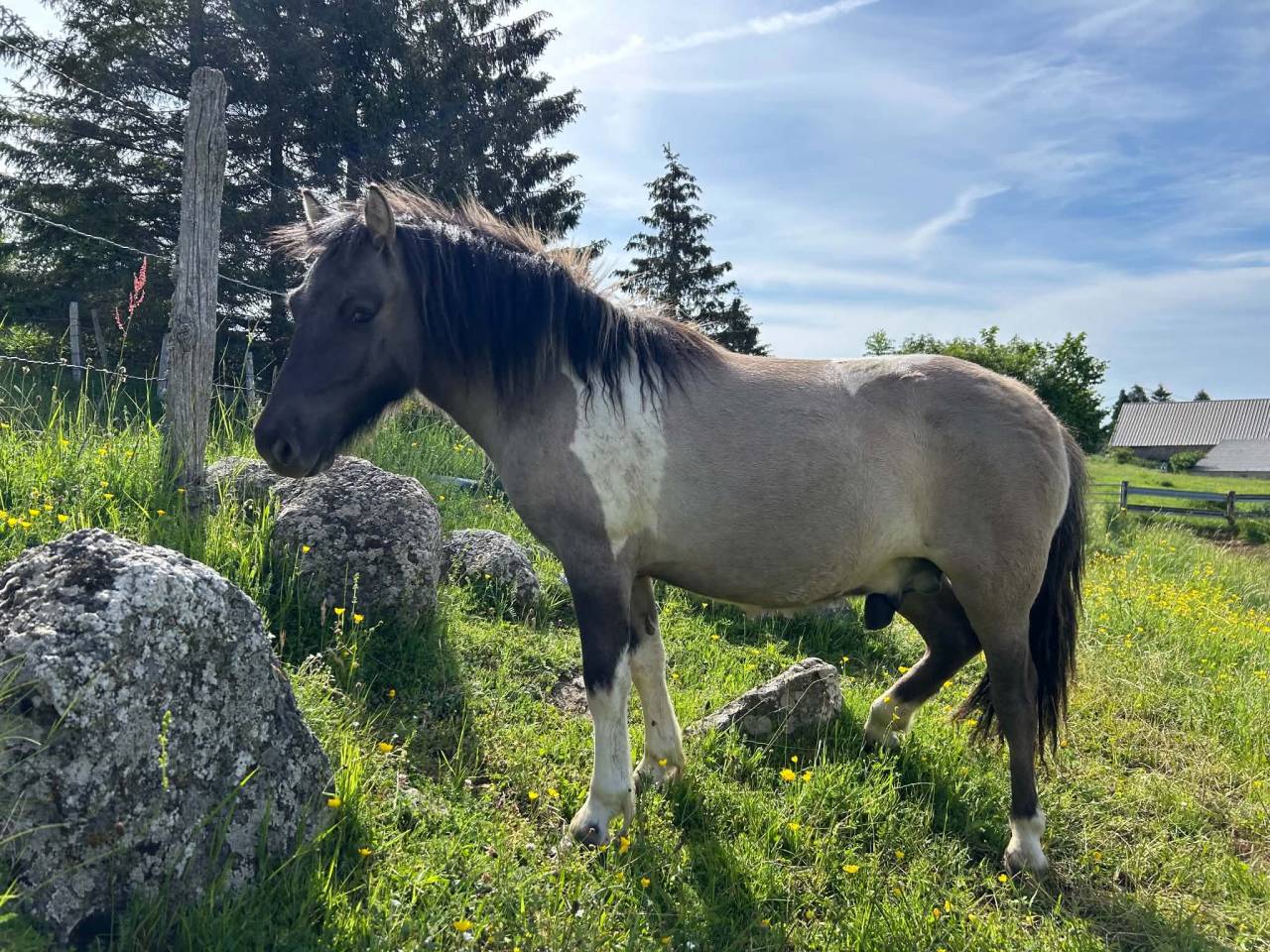Poney shetland 1 an