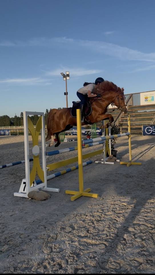 Poney Fran&ccedil;ais de selle entier 5 ans 