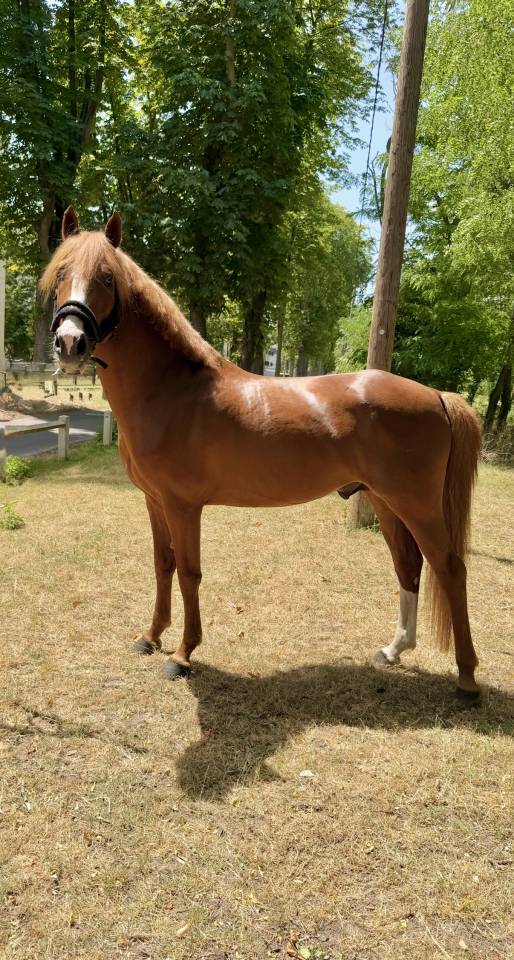 Poney Fran&ccedil;ais de selle entier 5 ans 