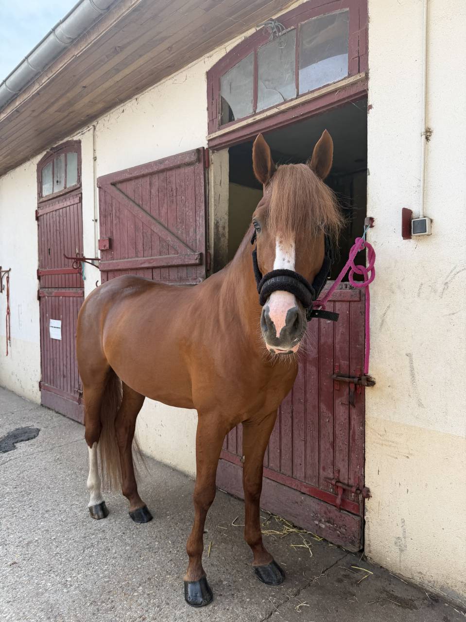 Poney Fran&ccedil;ais de selle entier 5 ans 