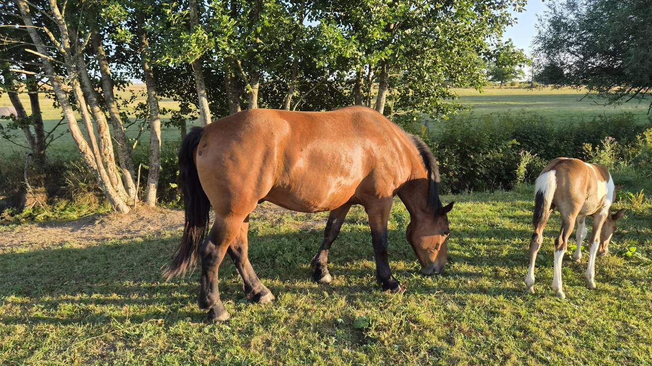 Hongre cob normand de 3 ans