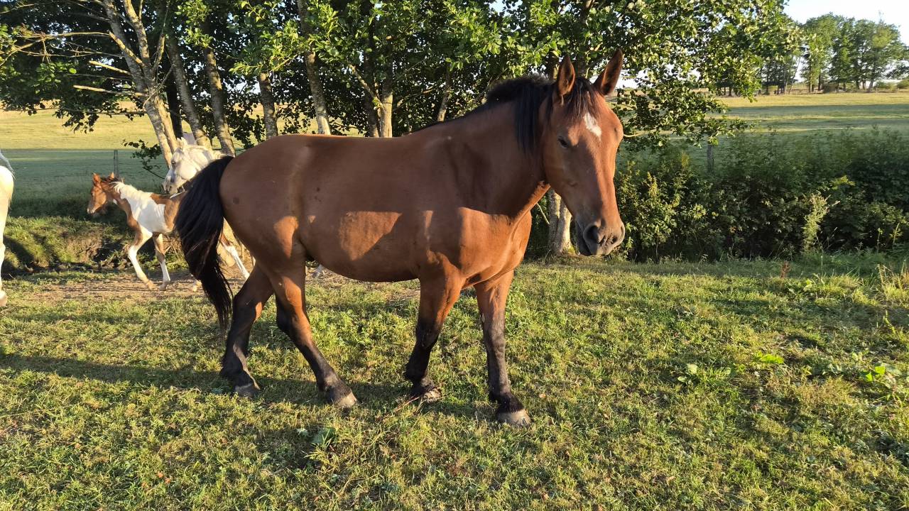 Hongre cob normand de 3 ans