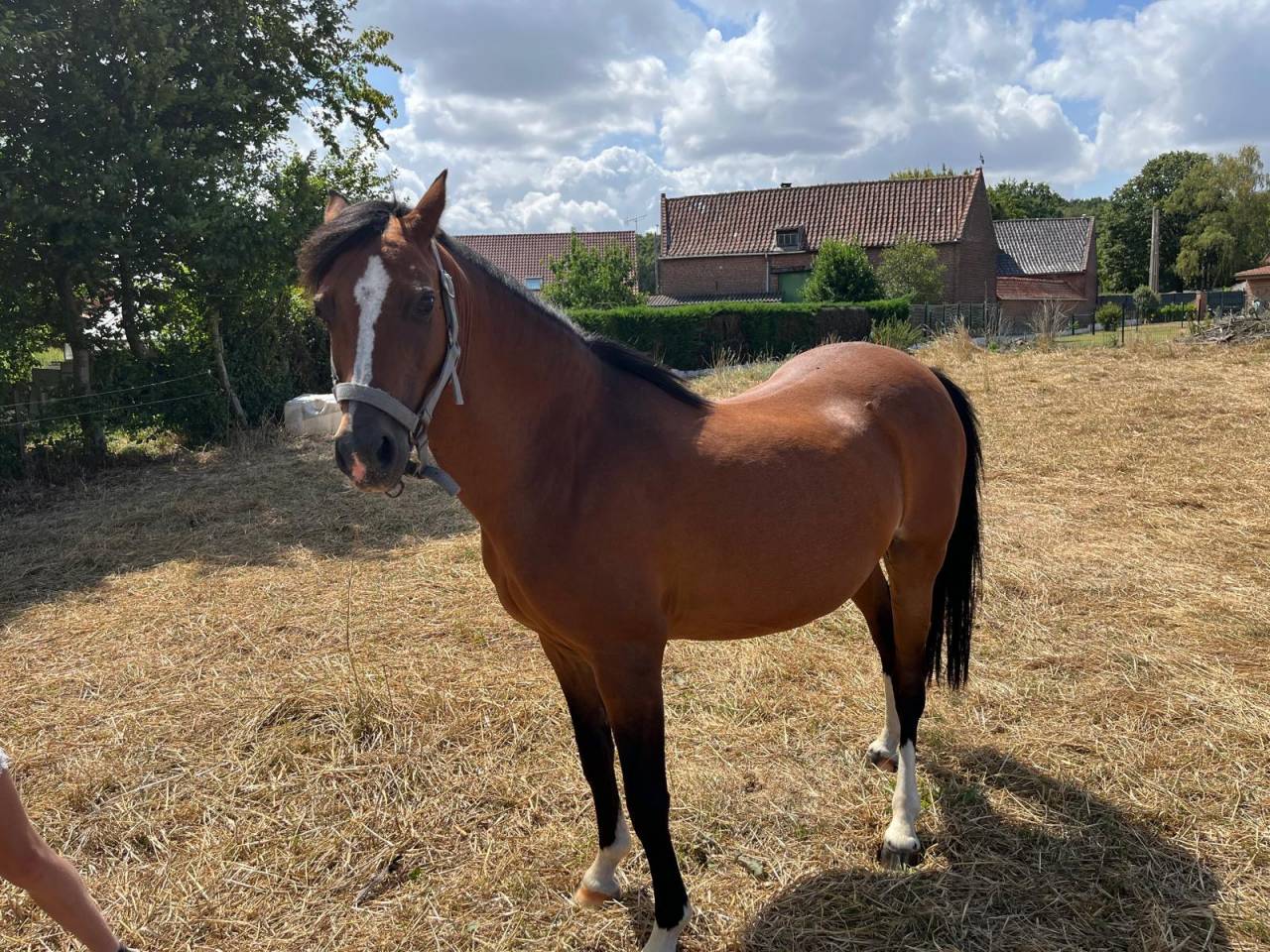 Poulini&egrave;re Welsh pony n&eacute;e en 2012