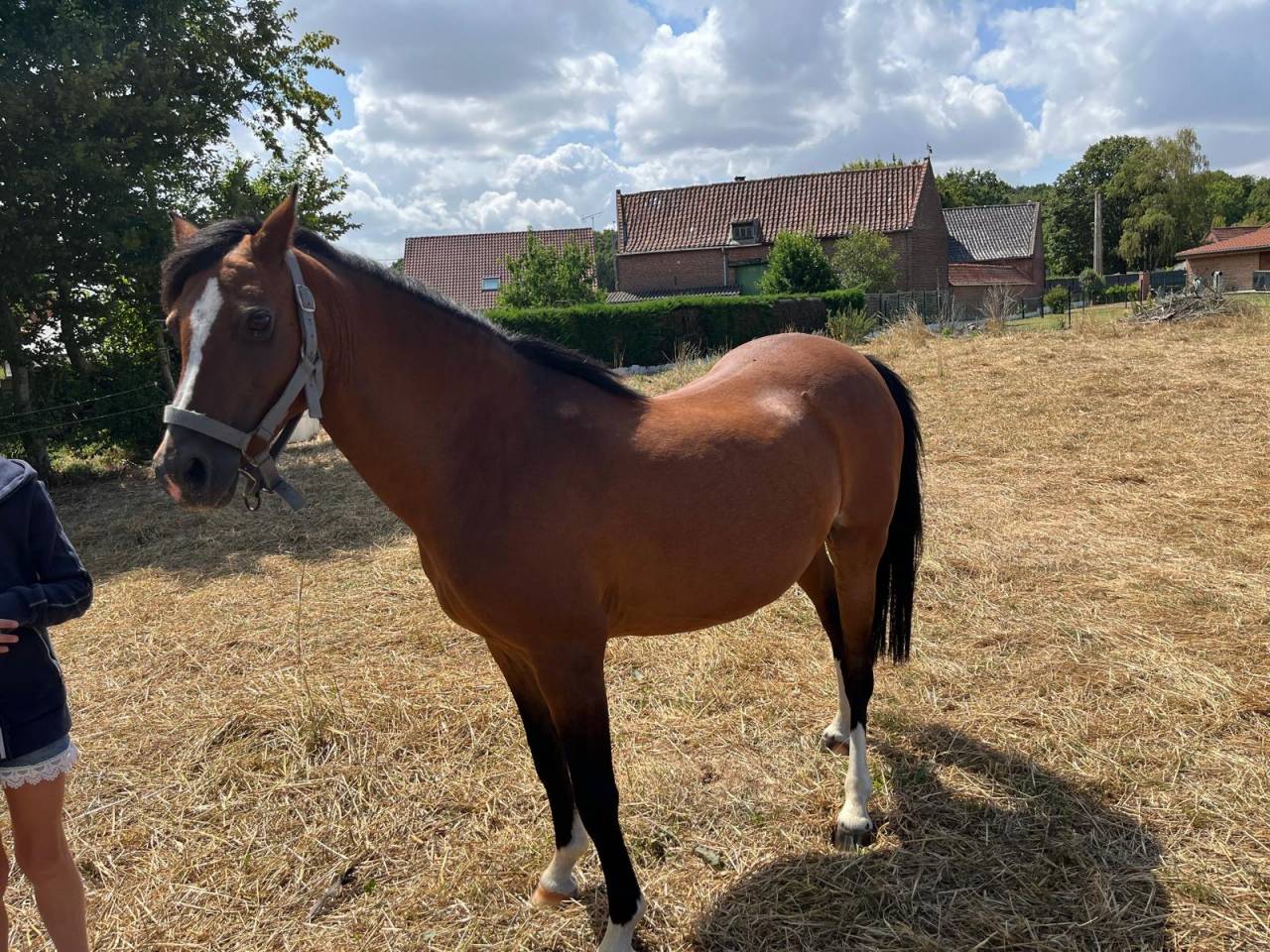 Poulini&egrave;re Welsh pony n&eacute;e en 2012