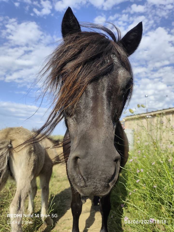 Shetland PP pleine et suit&eacute;e 