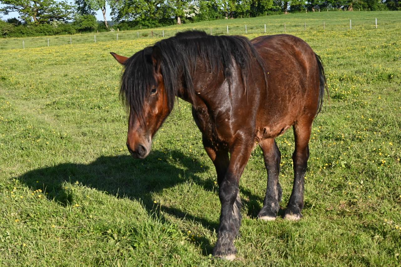 Hongre crois&eacute; cob normand trait belge de 3 ans