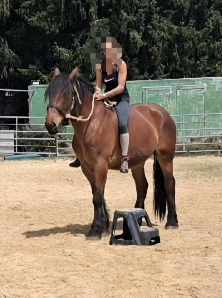 Hongre crois&eacute; cob normand trait belge de 3 ans
