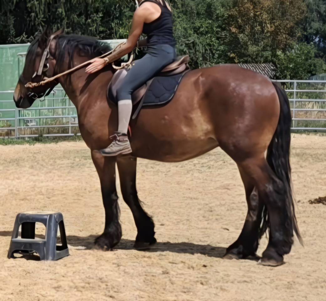 Hongre crois&eacute; cob normand trait belge de 3 ans