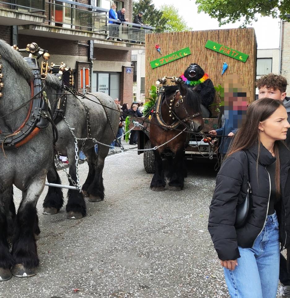 Jument trait belge