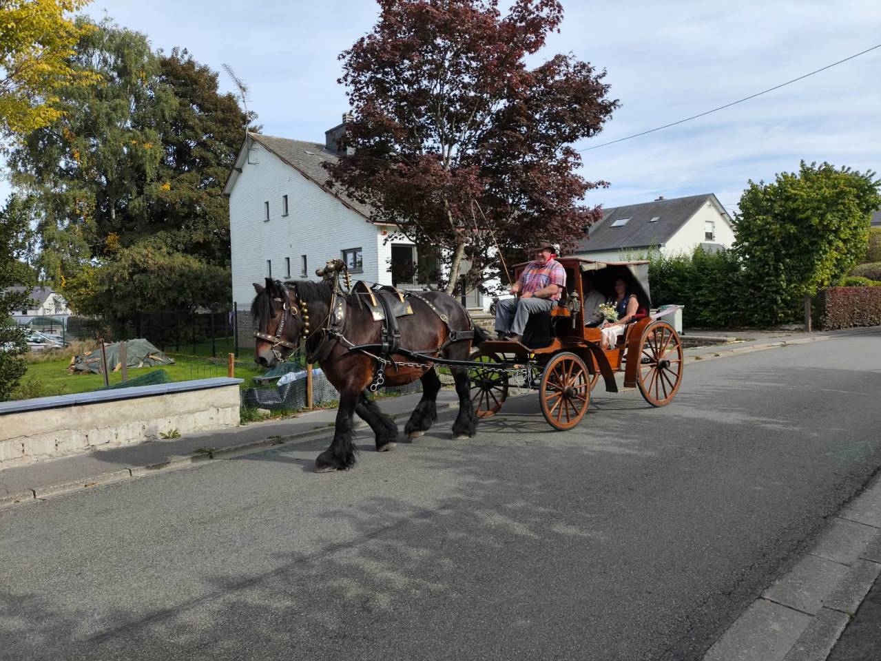 Jument trait belge