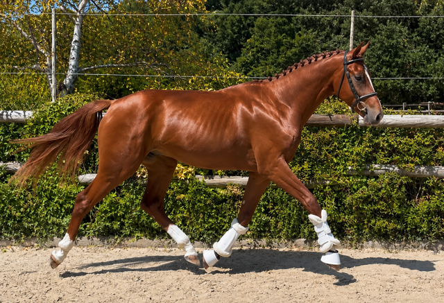 Magnifique m&acirc;le de 2 ans 