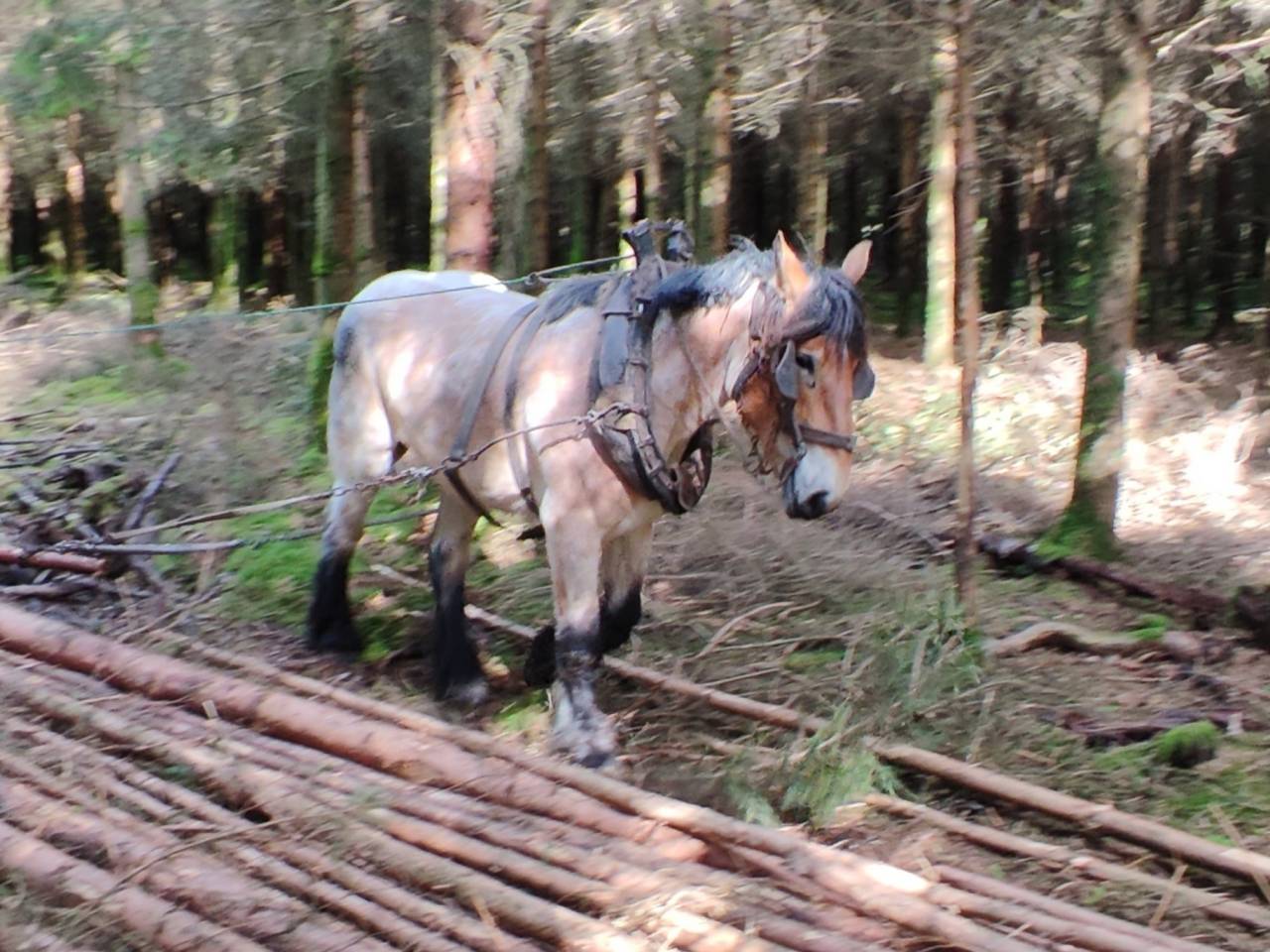 Jument trait belge de 4 ans