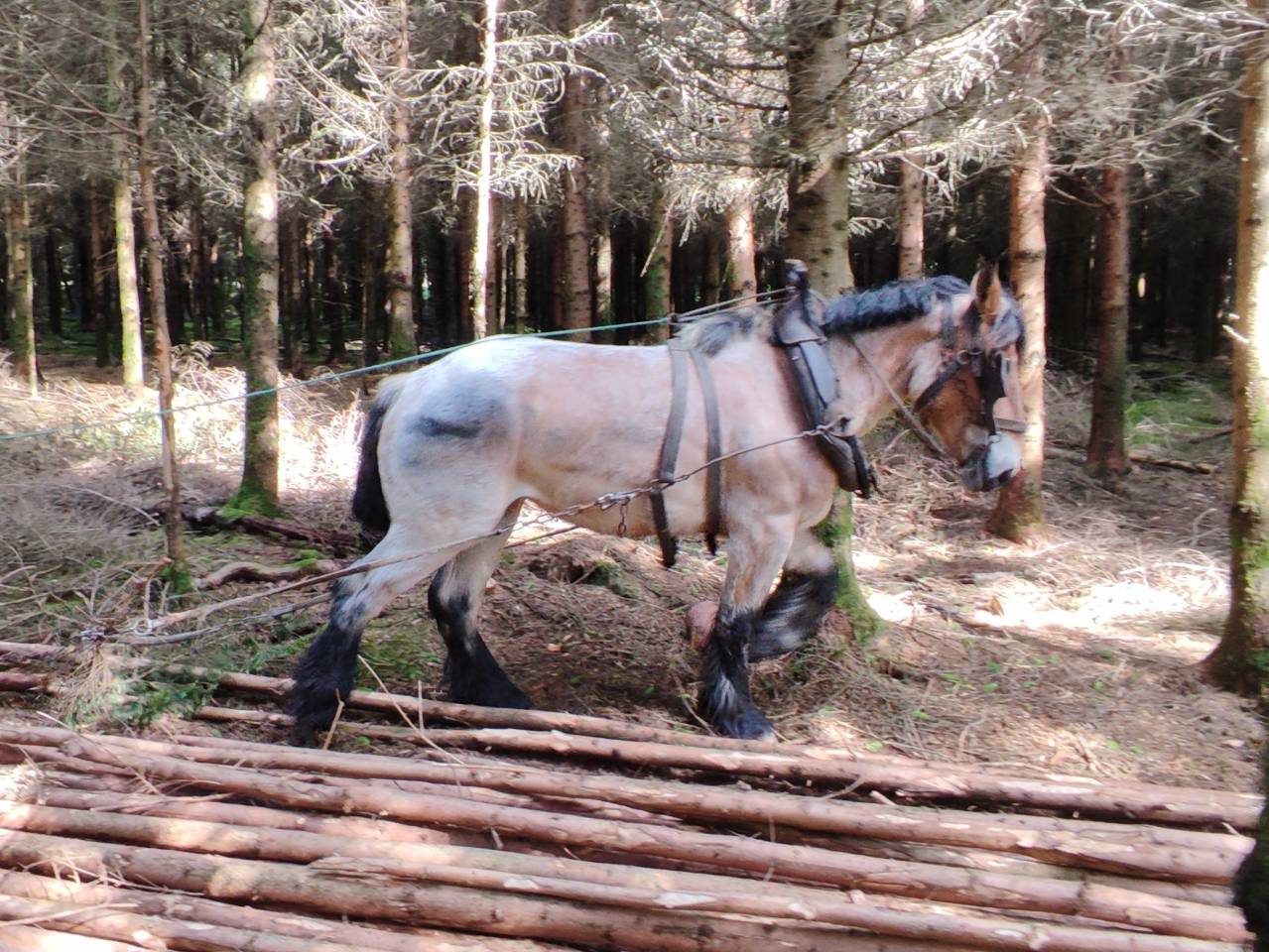 Jument trait belge de 4 ans